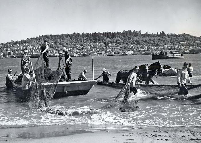 Men and horses drag boats and fishing nets through the water along the shore.