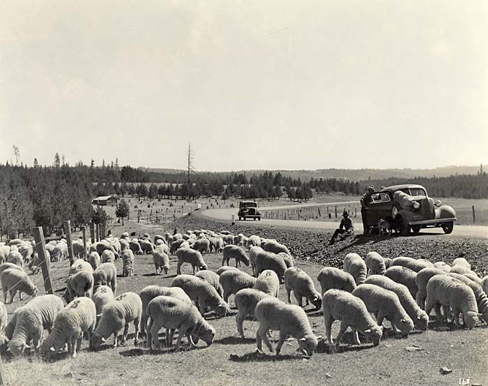Dozens of white sheep graze by the side of the road. A group of people stand next to a stopped vehicle.