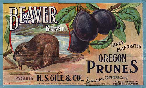 Drawing of single beaver chewing a piece of wood near water body. Large cluster of prunes hang from a branch.