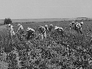 About 10 workers with hats to protect them from the sun use hoes in a sugar beet field.