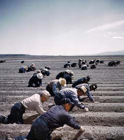 Wide open field with about 2 dozen Japanese workers bent over the ground working.