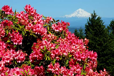 Rhododendron in full blook with snow covered mt. hood on horizon.