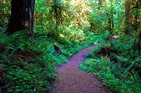 Winding dirt trail leads through lush forest with sun shining through.