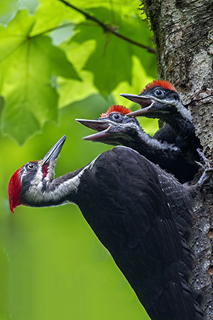 Pileated woodpeckers in the Cascade Mountains.