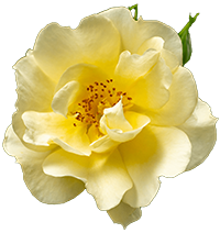 a yellow rose