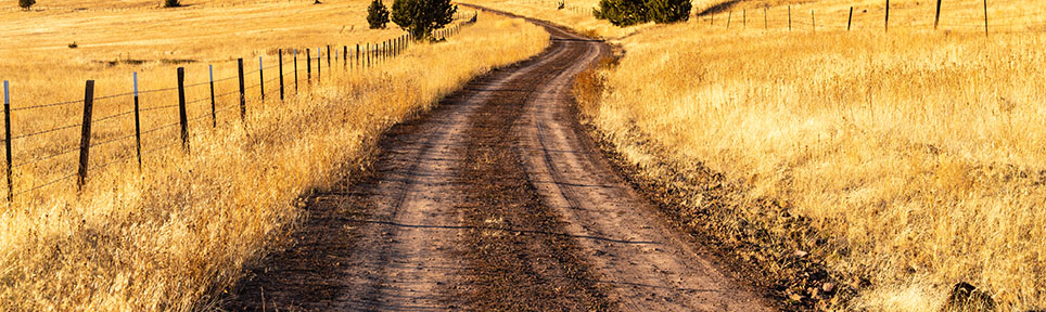 Dirt road leading through a field of yellow grass.
