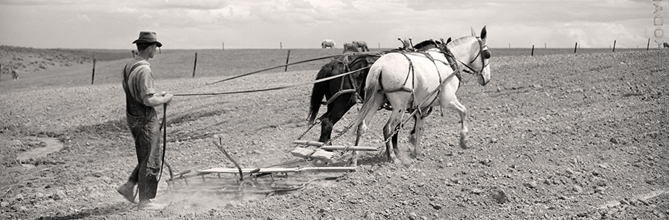 Man walks behind a piece of farm equipment being dragged through dirt by 2 horses. Man holds reigns of horses.