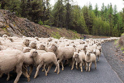 A hundred or so sheep walk along a paved road lined by rock formations and evergreen trees.