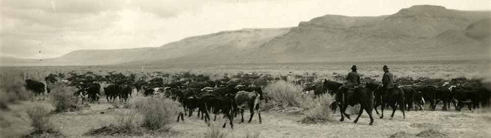 Hundreds of cows on a dry prairie with mountains in the distance. 2 men on horses accompany the cows.