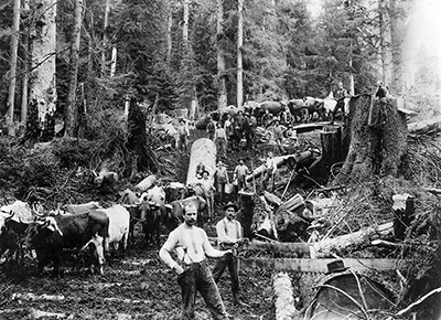 About 2 dozen men stand in a forest they are cutting down. A team of oxen is there to pull the logs out. Most men hold saws.