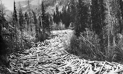 A river bed clogged with thousands of logs winds through the forest. 