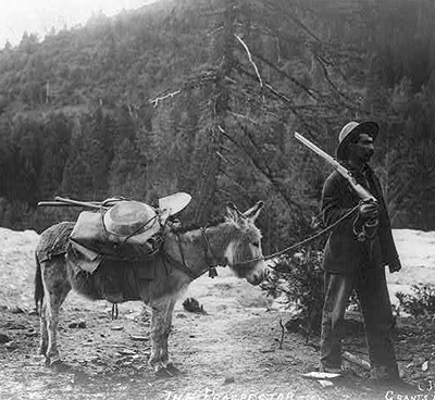 A man with a shotgun resting on his shoulder leads a donkey on a rope. The donkey carries his mining equipment such as shovel.