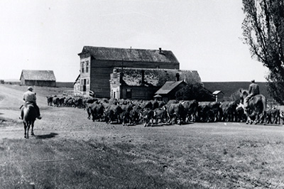 Two men on horses ride behind a herd of cows making their way down a dirt road. A few old buildings stand to the right.