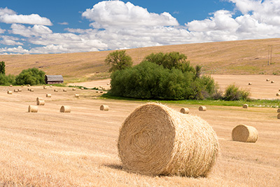 Hay rolled up in large round bales sit in a field of cut yellow hay.