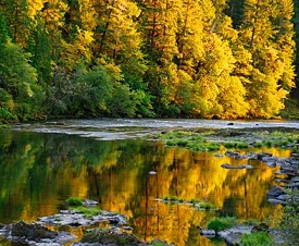 Bright yellow fall colors on trees along a water way.