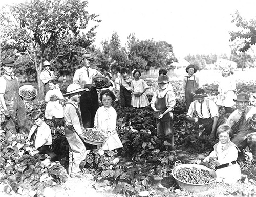 Over a dozen children in a strawberry field holding baskets and bowls of strawberries they picked.