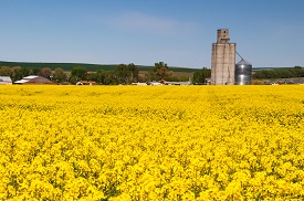 Field with yellow blooming canola flowers and a grain silo in the distance.