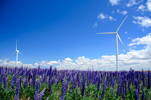 Blue sky with few puffy white clouds. Purple flowers with green undergrowth and 2 wind turbines standing in the field.