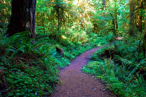 File:wolf Creek Falls Trail (douglas County, Oregon Scenic Images 