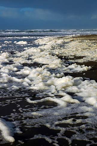 Sea Foam  Oregon State University