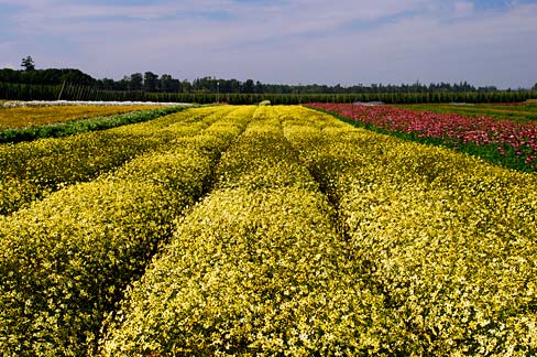 File:Flower Field (Marion County, Oregon scenic images) (marDA0006d