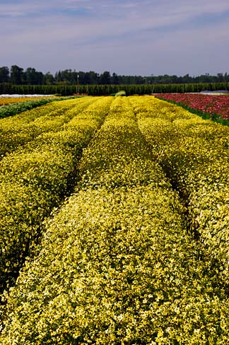 File:Flower Field (Marion County, Oregon scenic images) (marDA0007d