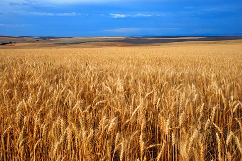 A field of wheat ready for harvest. 