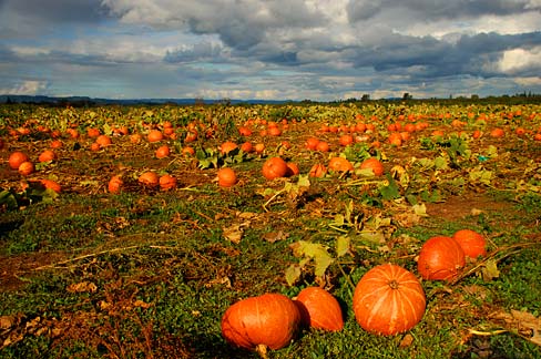 File:Pumpkin Field (Yamhill County, Oregon scenic images) (yamDA0063 ...