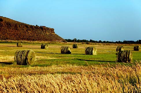 Rolls of hay stand in a field.