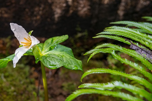 white trillium flower and swordfern on the right
