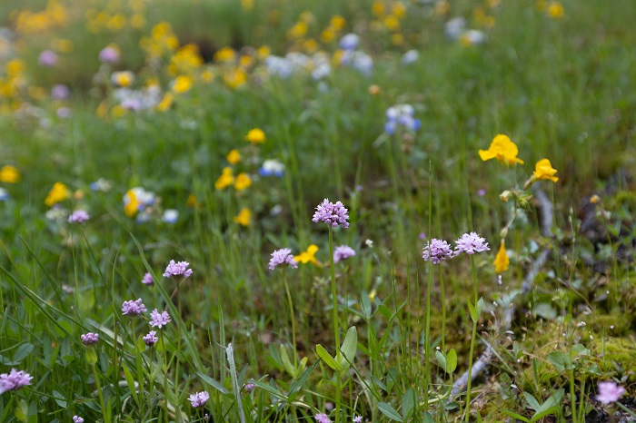 Wildflowers in spring bloom at Cascade-Siskiyou National Monument