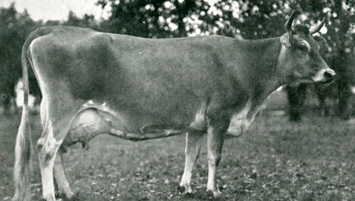 The Wonder Cow
