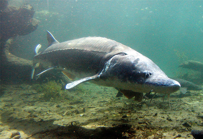 Stable sturgeon populations await anglers upstream of Bonneville
