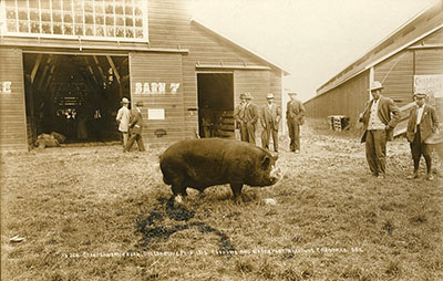 Men admire a huge boar