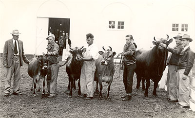 Men stand next to cattle
