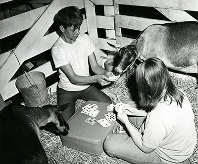 Children play cards while goats watch