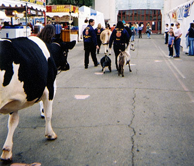Livestock walk through the State Fair
