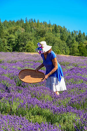 A woman picks lavender flowers at the English Lavender Farm.