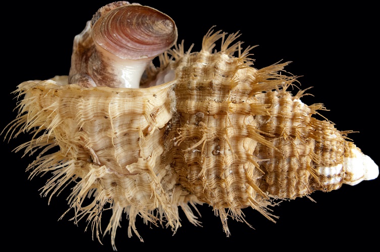 Hairy triton shell with snail inside.