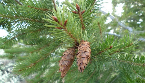 Douglas fir tree pine needles with pinecone