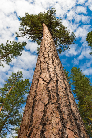 A tall fir tree stretches to the sky. The photo is taken from the base of the tree looking up to the branches at the top.
