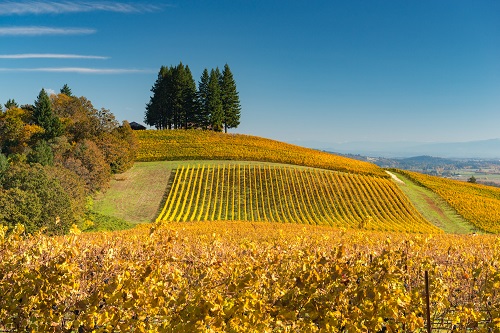 A field of grape vines on rolling hills.