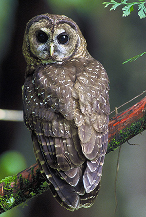Medium-sized, chocolate brown owl with dark eyes and spotted feathers