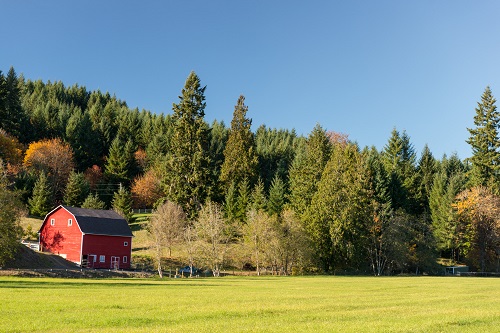 A barn with a grassy field in front and evergreen trees in back. The sky is blue on a sunny day.