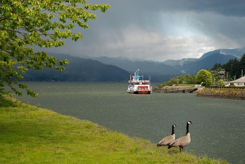 A sternwheeler boat sails on the river. 2 geese stand on a grassy shore near the water. Rain clouds are in the distance.