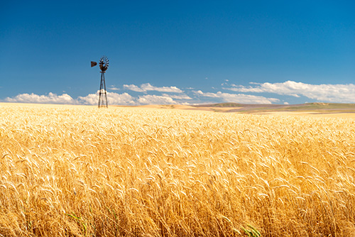 A field of golden wheat under a clear blue sky with a few wispy clouds. In the distance, a solitary windmill.