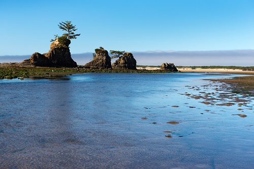 Shallow water covers part of a beach. Rock formations, 1 with a tree growing out the top,  are in the middle of low tide area.
