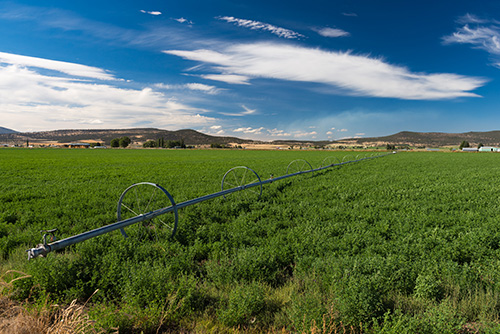 An agricultural field under a clear blue sky with scattered clouds. The field is equipped with a long irrigation system consisting of several metal arches supporting large sprinklers that extend across the field.