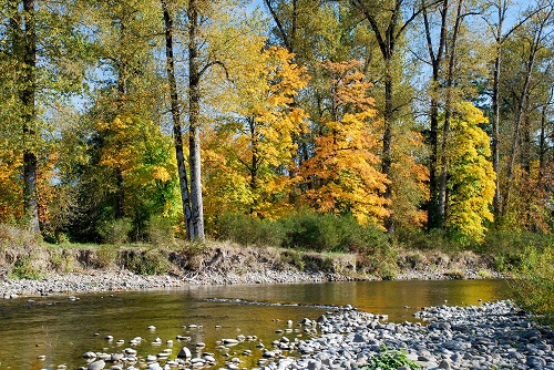 A shallow, rocky section of the Molalla River flows past trees in full fall foliage.