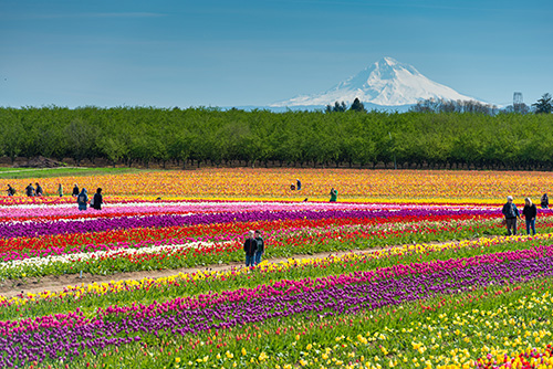 A field of tulips in full bloom with rows of various colors including red, yellow, pink, and purple. People are scattered throughout the field, admiring the flowers. In the background, a majestic snow-capped mountain rises against a clear blue sky.